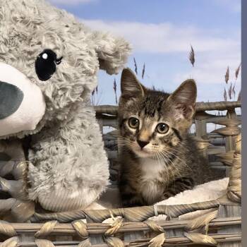 Tito -  Domestic Short Hair Cat for Adoption in Syosset, New York - Tito | PetCurious