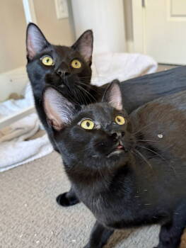 Rescue Domestic Short Hair Cats for Adoption in Denver, Colorado - Samsung + Zenith | PetCurious