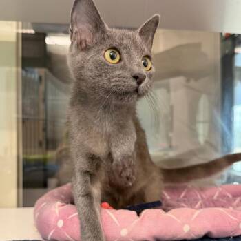 River -  Domestic Short Hair Cat for Adoption in League City, Texas - River | PetCurious