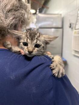 Domestic Medium Hair Cats Available for Adoption in Mobile, Alabama - Emilio | PetCurious