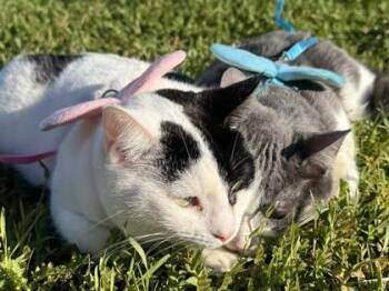 Lux -  Domestic Short Hair Cat for Adoption in Visalia, California - Lux | PetCurious