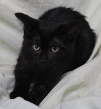 Rescue Domestic Long Hair Cats for Adoption in Thief River Falls, Minnesota - Captain | PetCurious