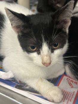 Rescue Domestic Short Hair Cats for Adoption in Denham Springs, Louisiana - Max PA | PetCurious