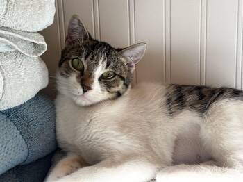 Rescue Domestic Short Hair Cats for Adoption in Tustin, California - Phoenix | PetCurious