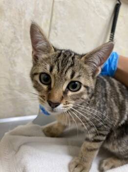 Rescue Domestic Short Hair Cats for Adoption in Honolulu, Hawaii - 59448571 | PetCurious