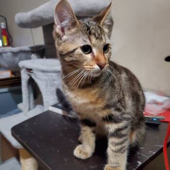 Rescue Domestic Short Hair Cats for Adoption in Lenexa, Kansas - Zack | PetCurious