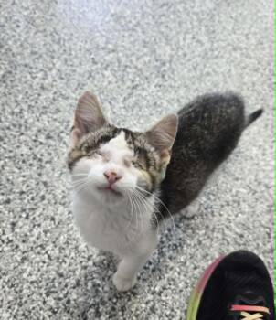 Daredevil -  Domestic Short Hair Cat for Adoption in Blaine, Minnesota - Daredevil | PetCurious