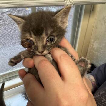 Guppie -  Domestic Short Hair Cat for Adoption in Pekin, Illinois - Guppie | PetCurious