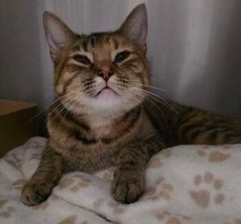 Star -  Domestic Short Hair Cat for Adoption in Clinton, Missouri - Star | PetCurious