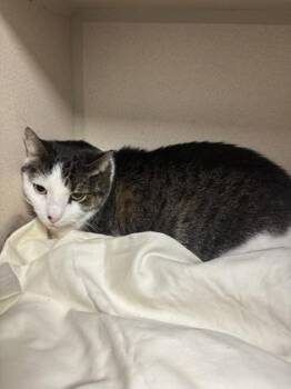 Levi -  Domestic Short Hair Cat for Adoption in East Brookfield, Massachusetts - Levi | PetCurious