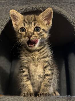 Rex -  Domestic Short Hair Cat for Adoption in Fruit Heights, Utah - Rex | PetCurious
