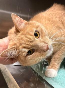 Shiloh -  Domestic Short Hair Cat for Adoption in Fall River, Massachusetts - Shiloh | PetCurious