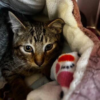 Lightbulb -  Domestic Short Hair Cat for Adoption in Wheeling, Illinois - Lightbulb | PetCurious