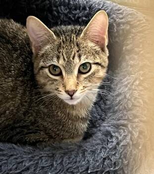 Rescue Domestic Short Hair Cats for Adoption in Norwalk, Connecticut - Kimmie | PetCurious