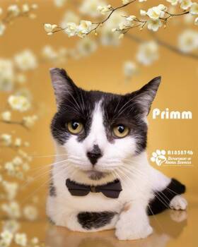 PRIMM -  Domestic Short Hair Cat for Adoption in Riverside, California - PRIMM | PetCurious