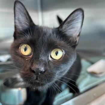 Lilly -  Domestic Short Hair Cat for Adoption in Matteson, Illinois - Lilly | PetCurious