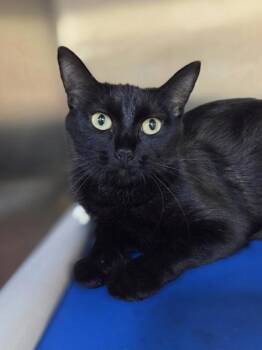 Lois -  Domestic Short Hair Cat for Adoption in Westland, Michigan - Lois | PetCurious