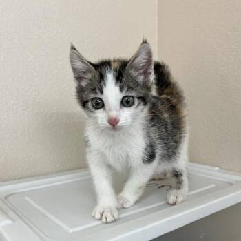 Janet -  Domestic Short Hair Cat for Adoption in Kanab, Utah - Janet | PetCurious