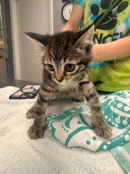 Domestic Short Hair Cats Available for Adoption in Burnsville, North Carolina - Simpson | PetCurious