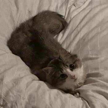 Domestic Medium Hair Cats Available for Adoption in Toms River, New Jersey - Tilly | PetCurious