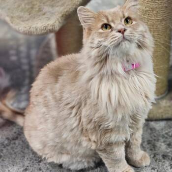 Dandelion -  Domestic Long Hair Cat for Adoption in Corydon, Indiana - Dandelion | PetCurious