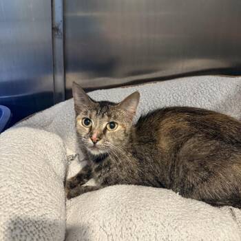 Pocket -  Domestic Short Hair Cat for Adoption in Louisville, Kentucky - Pocket | PetCurious