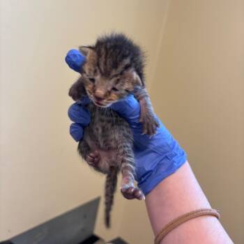 Choco Muffin -  Domestic Short Hair Cat for Adoption in Pasadena, California - Choco Muffin | PetCurious