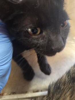 VARGAS -  Domestic Short Hair Cat for Adoption in Louisville, Kentucky - VARGAS | PetCurious