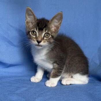TINY -  Domestic Short Hair Cat for Adoption in Rowland Heights, California - TINY | PetCurious