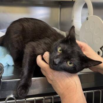 Speakeasy -  Domestic Short Hair Cat for Adoption in Richmond, Virginia - Speakeasy | PetCurious