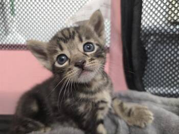 Domestic Short Hair Cats Available for Adoption in Fort Lauderdale, Florida - A2475466 | PetCurious