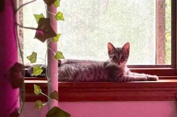 Thing 1 -  Domestic Short Hair Cat for Adoption in Grand Rapids, Michigan - Thing 1 | PetCurious