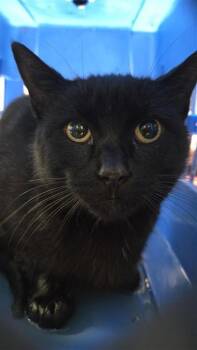 Rescue Domestic Short Hair Cats for Adoption in Montreal, Quebec - Marion | PetCurious