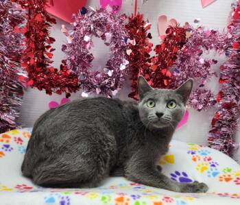 Domestic Short Hair Cats Available for Adoption - Gigi | PetCurious
