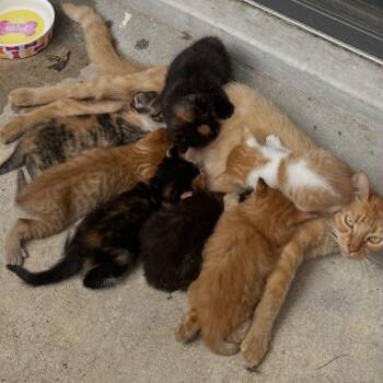 Rescue Domestic Short Hair Cats for Adoption in Baytown, Texas - Kitten 6 | PetCurious