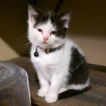 Domestic Short Hair Cats Available for Adoption in Grantsville, Utah - Chunk Aka Harry Potter | PetCurious