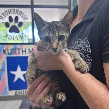 Zany -  Domestic Short Hair Cat for Adoption in Lufkin, Texas - Zany | PetCurious