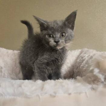 Rescue Domestic Medium Hair Cats for Adoption in Pennsville Township, New Jersey - Petal | PetCurious