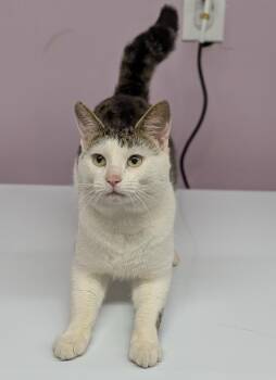 Rescue Domestic Short Hair Cats for Adoption in Mount Vernon, Ohio - Sooka | PetCurious