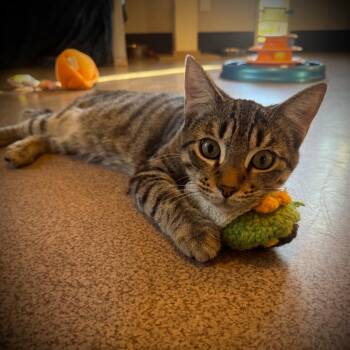 Domestic Short Hair Cats Available for Adoption - Stark | PetCurious