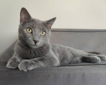 Jacopo -  Domestic Short Hair Cat for Adoption in Burnaby, British Columbia - Jacopo | PetCurious