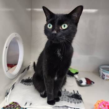 Rescue Domestic Short Hair Cats for Adoption in Monroe, Michigan - Dottie | PetCurious