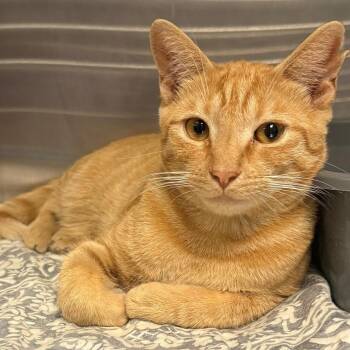 Notorious C.A.T. -  Domestic Short Hair Cat for Adoption in East Hanover, New Jersey - Notorious C.A.T. | PetCurious