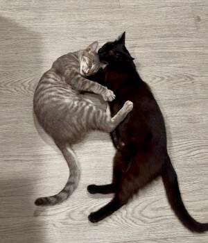 Rescue Domestic Short Hair Cats for Adoption in Campbell, California - Jasmine And Joy (bonded Pair) | PetCurious