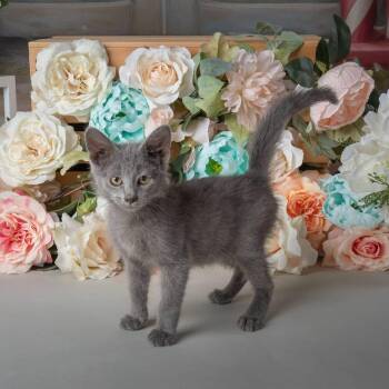 Six Dinner Sid -  Domestic Short Hair Cat for Adoption in Milan, Illinois - Six Dinner Sid | PetCurious