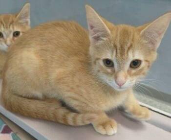 Bean -  Domestic Long Hair Cat for Adoption in Stratham, New Hampshire - Bean | PetCurious