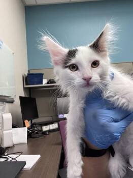 POCHACCO -  Domestic Short Hair Cat for Adoption in Las Vegas, Nevada - POCHACCO | PetCurious