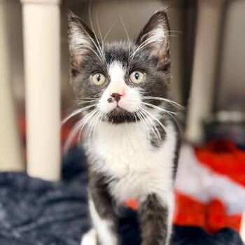 Hashbrown -  Domestic Medium Hair Cat for Adoption in Stafford Township, New Jersey - Hashbrown | PetCurious
