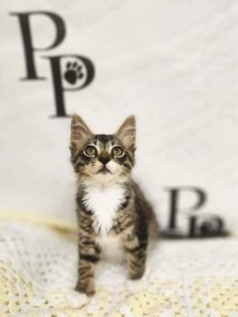 Rock n Roll -  Domestic Medium Hair Cat for Adoption in Social Circle, Georgia - Rock N Roll | PetCurious
