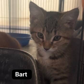 Bart -  Domestic Medium Hair Cat for Adoption in Murfreesboro, Tennessee - Bart | PetCurious